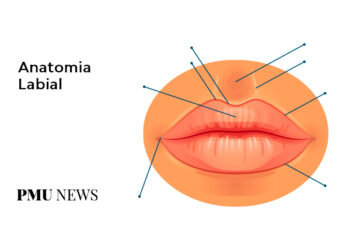 Anatomia Labial: Aprenda agora