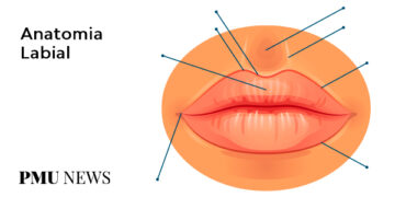 Anatomia Labial: Aprenda agora