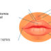 Anatomia Labial: Aprenda agora